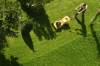 Mann schiebt gelben Rasenmäher über das gemähte Stück eines teilweise ungemähten Rasens