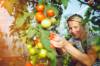 Frau pflückt Tomaten