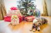 Weihnachtsbaum mit Geschenken und Hund