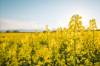 Ein Feld mit blühend gelben Rapspflanzen