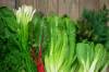 Grünes Kraut, Salat und Gemüse