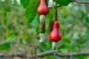 cashew-pflanze