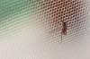 Mücke auf Mosquitonetz