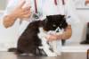 Katze wird vom Tierarzt geimpft
