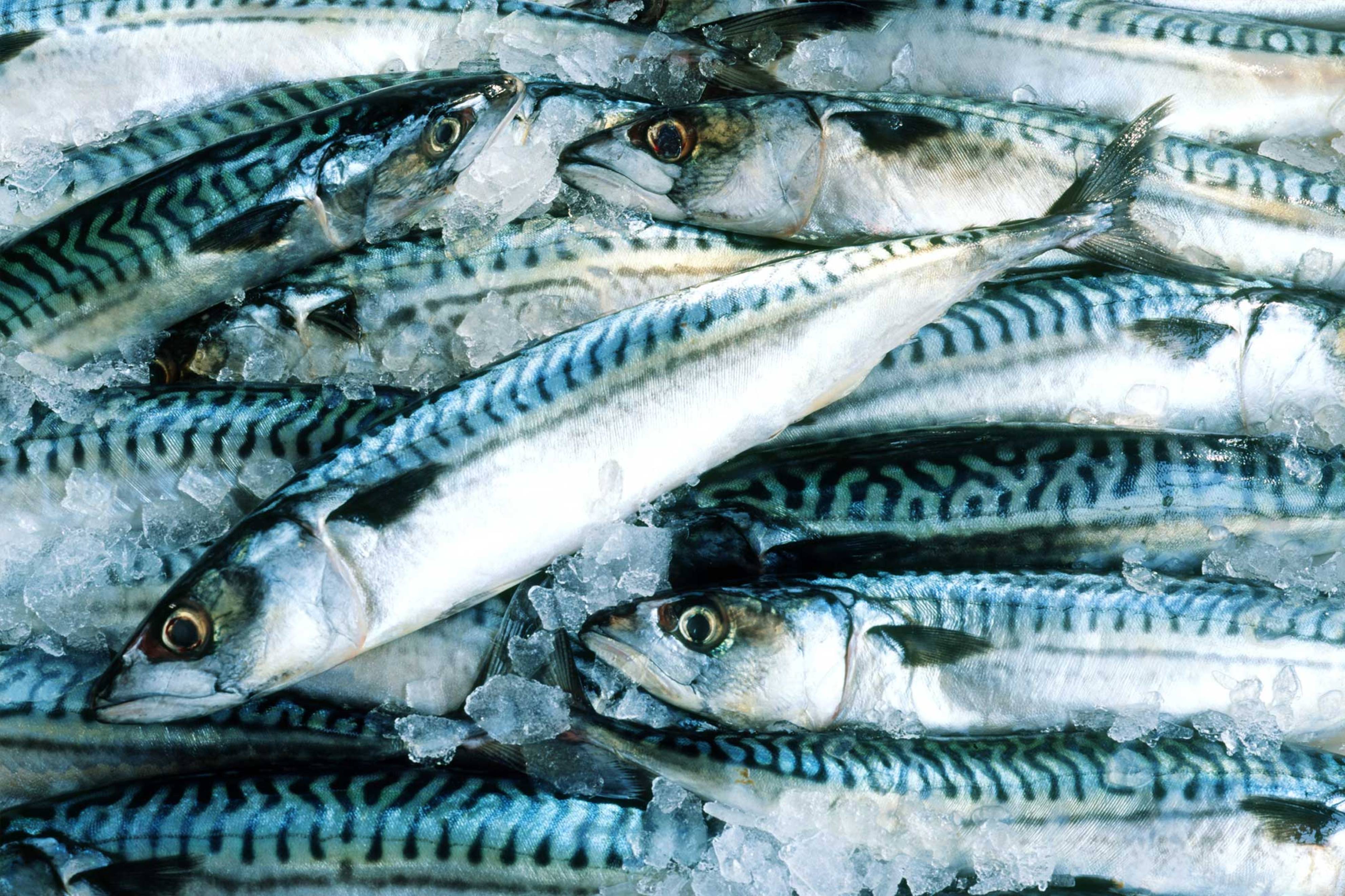Fisch grillieren – so geht es | Migros iMpuls Fisch grillieren – so geht es | Migros iMpuls