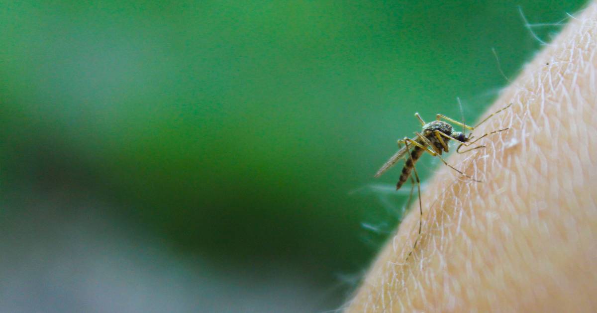 Mückenstiche: Vorbeugung, Schutz, Behandlung | Migros iMpuls